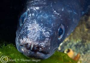 Conger.
Connemara June 2011.
60mm. by Mark Thomas 